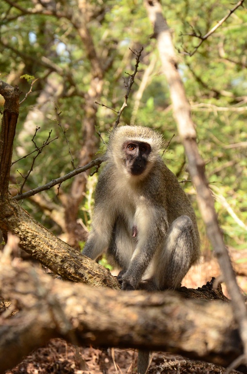 2015-05 South Africa/iMfolozi/DSC_0234.JPG